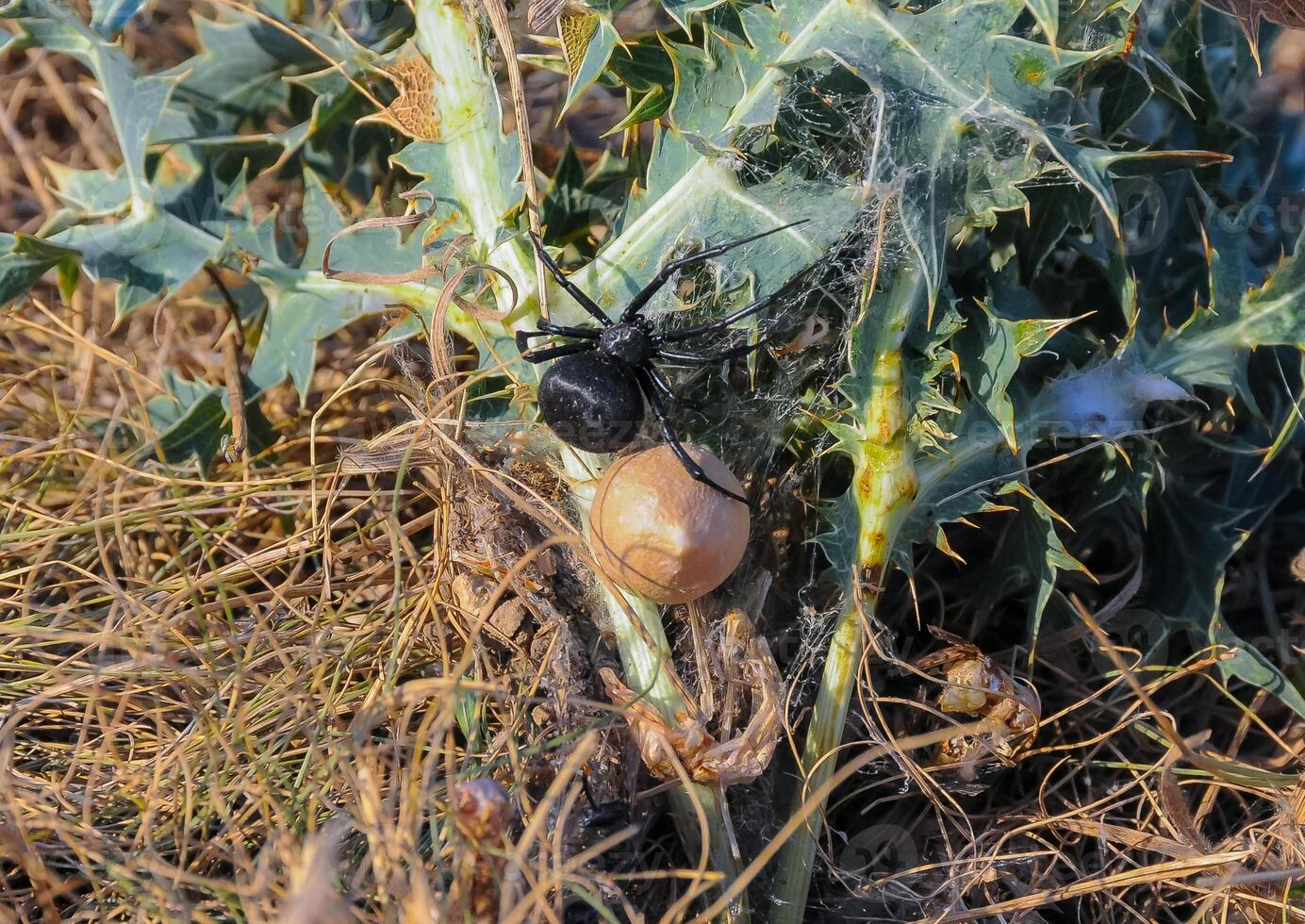 European black widow Latrodectus tredecimguttatus, A female spider sits in her nest with a cocoon of eggs photo