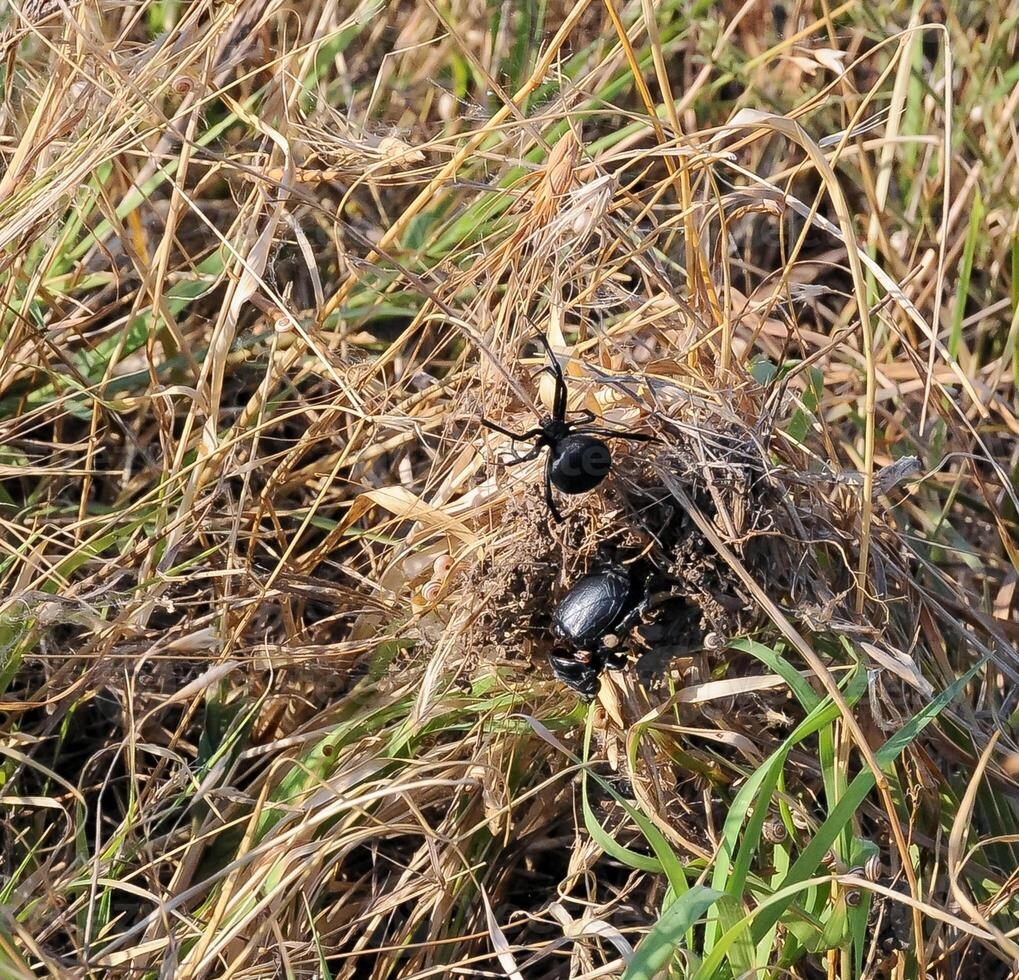 European black widow Latrodectus tredecimguttatus, A female spider in her nest with killed insects, a beetle photo