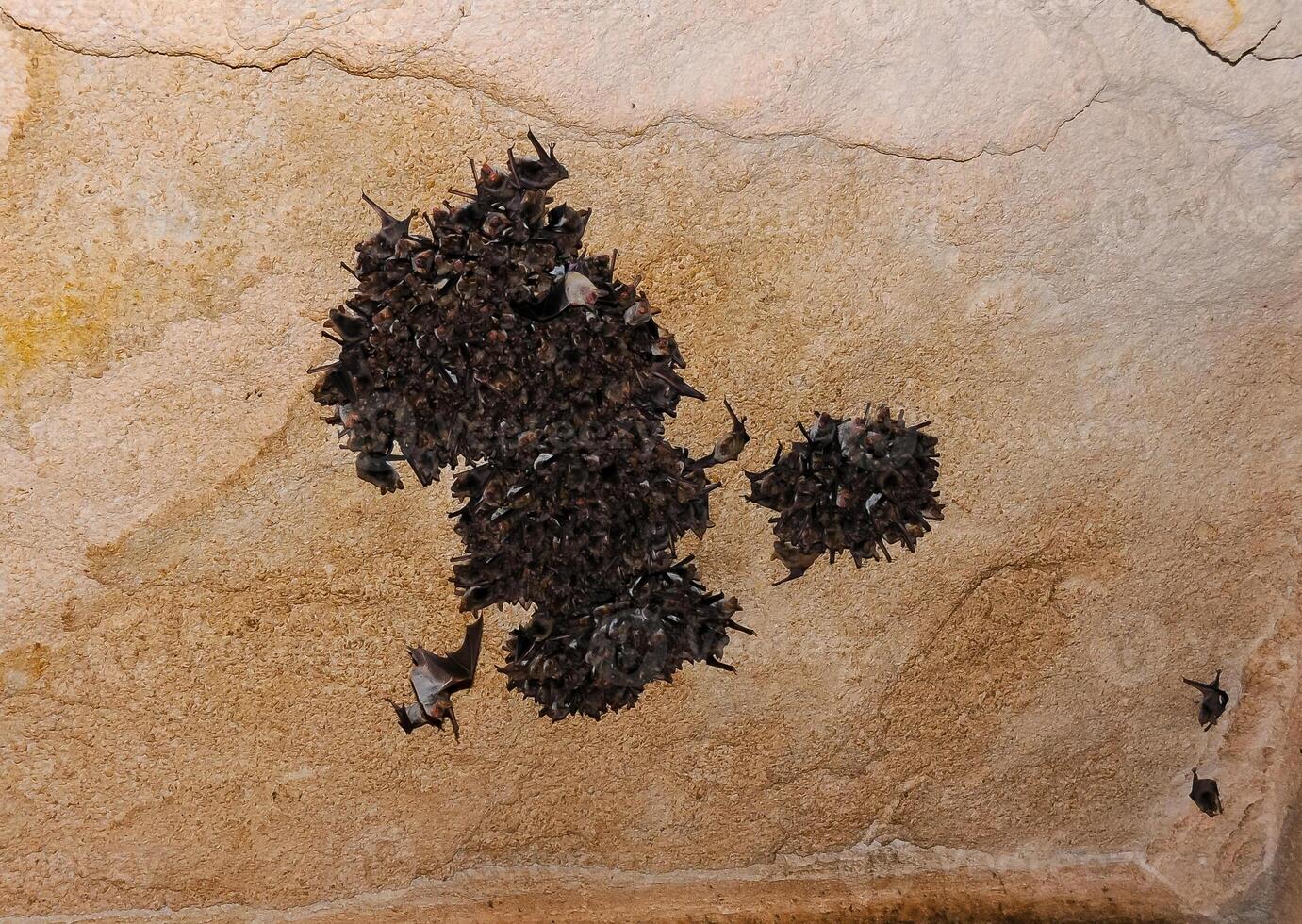 A colony of bats resting on the ceiling in the catacombs of the eastern Crimea during the day photo
