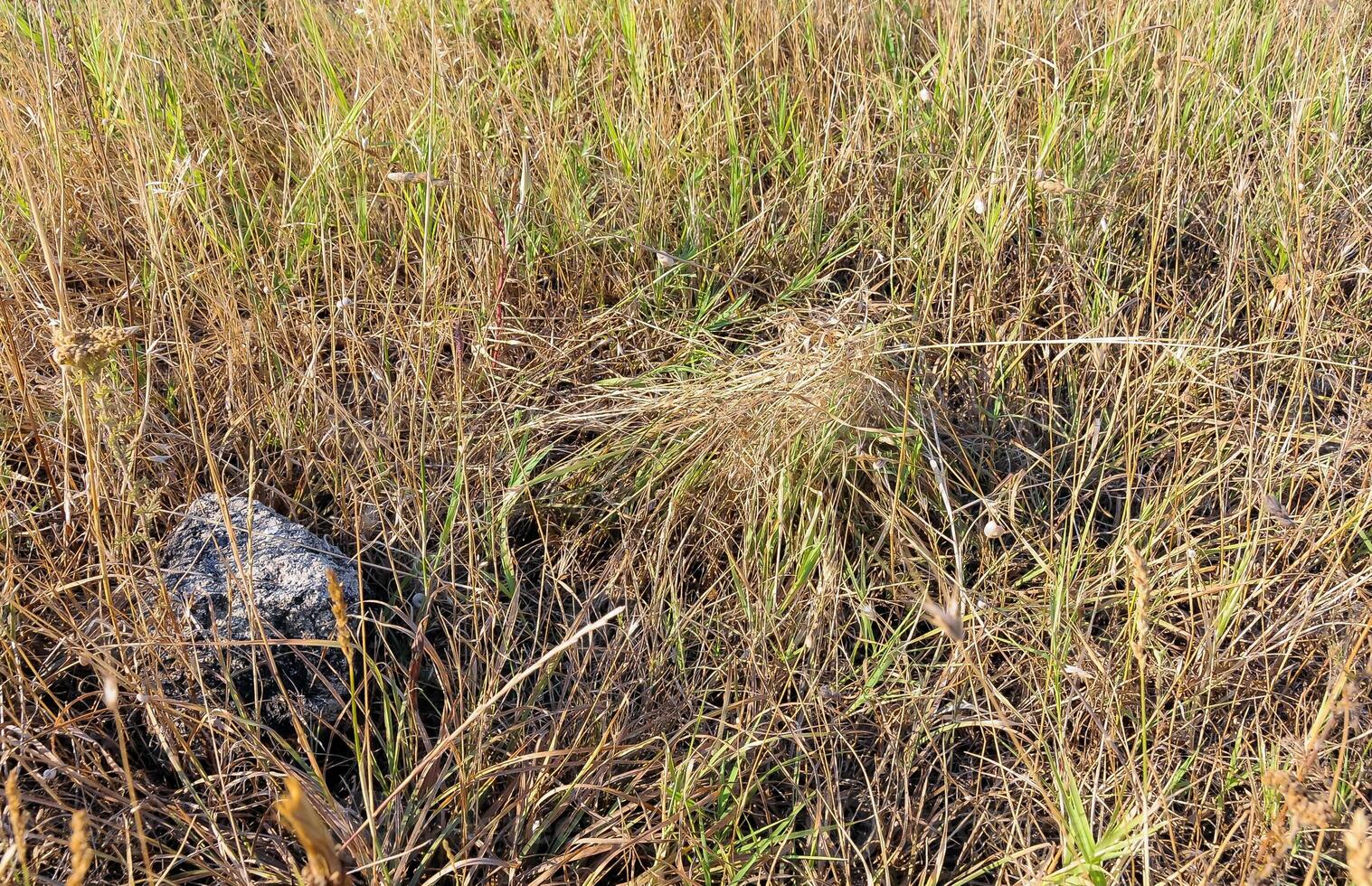 European black widow Latrodectus tredecimguttatus. A spider's nest in the grass, the grass is tied with a web in a cone photo