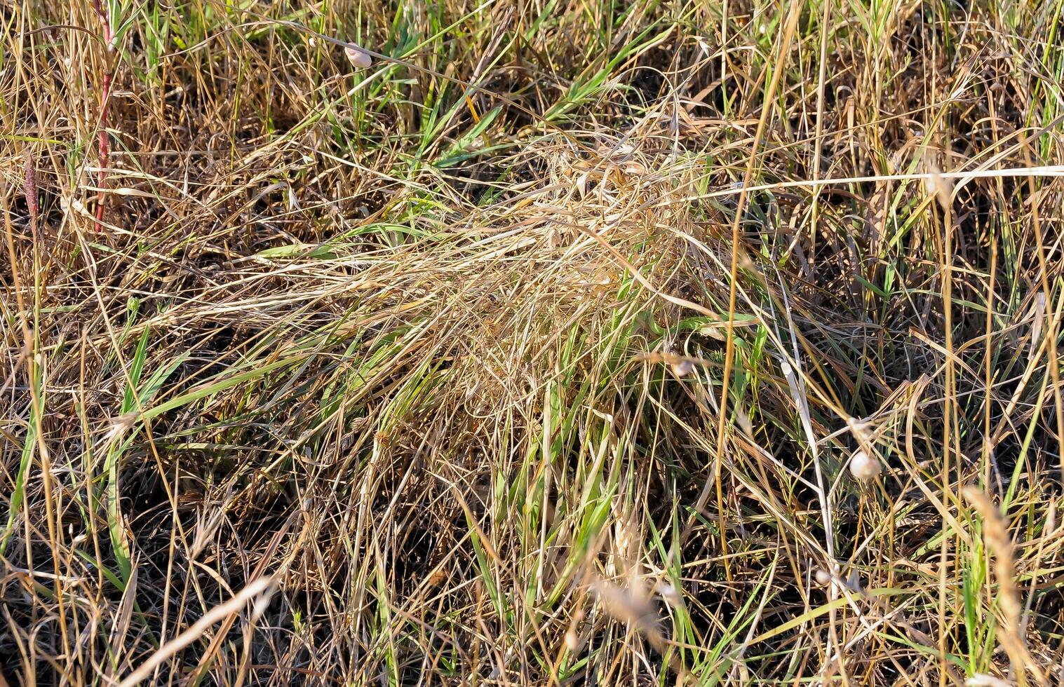 European black widow Latrodectus tredecimguttatus. A spider's nest in the grass, the grass is tied with a web in a cone photo