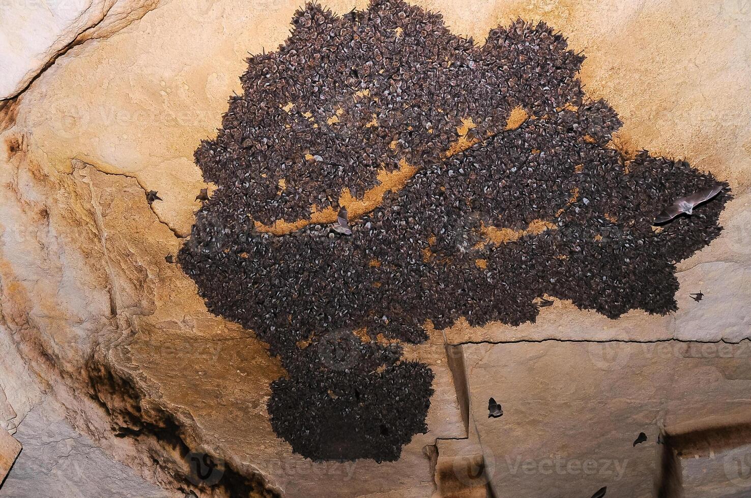 A large colony of bats resting during the day in the catacombs of eastern Crimea photo