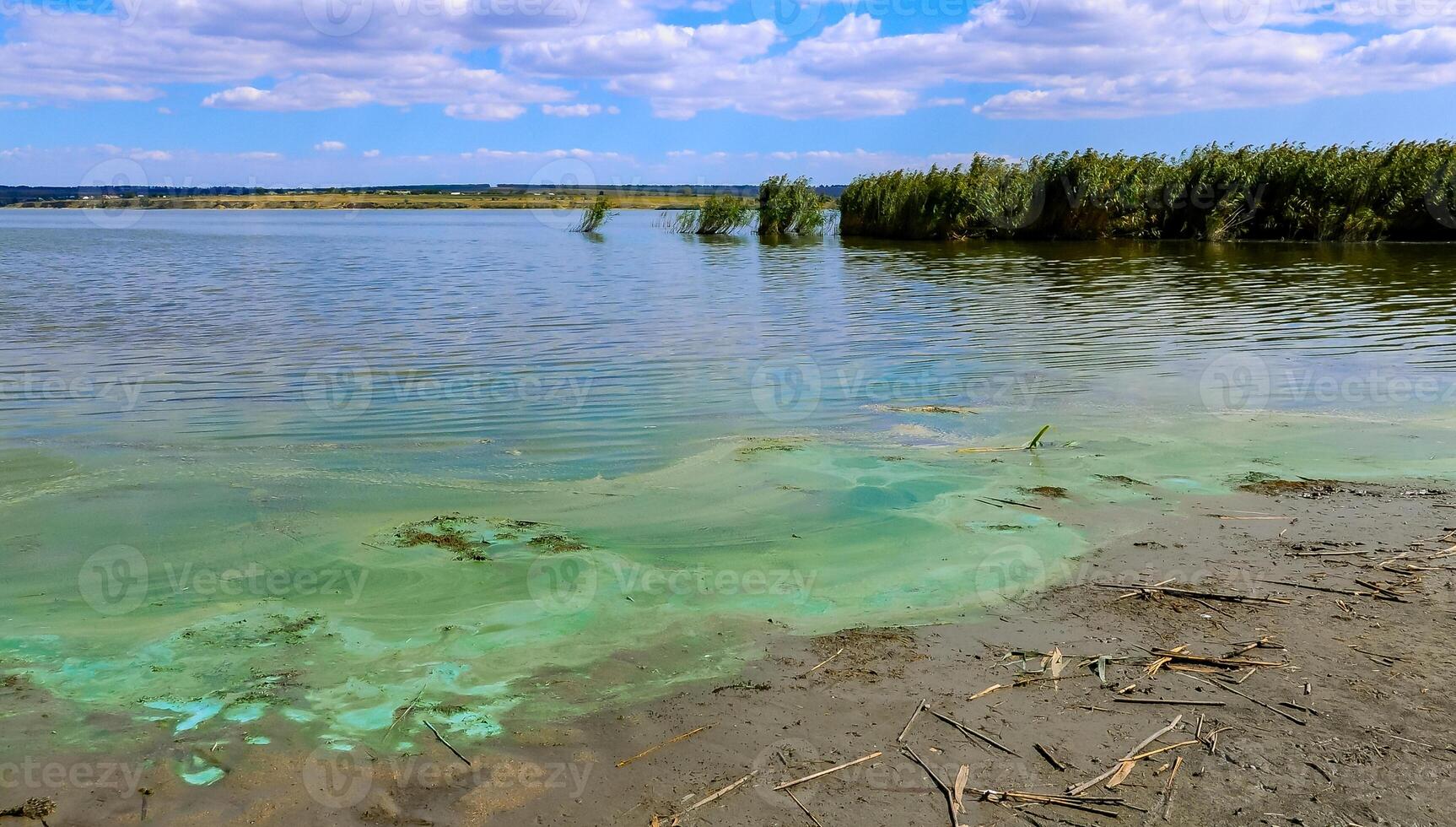 Blue-green algae Microcystis aeruginosa blooms in Yalpug lake, Ukraine photo