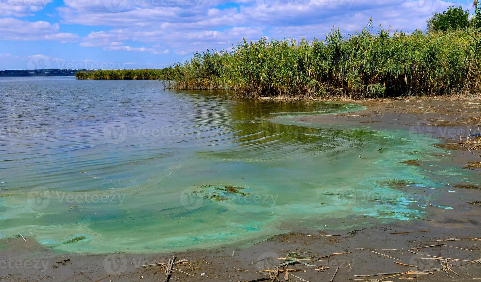 Blue-green algae Microcystis aeruginosa blooms in Yalpug lake, Ukraine photo