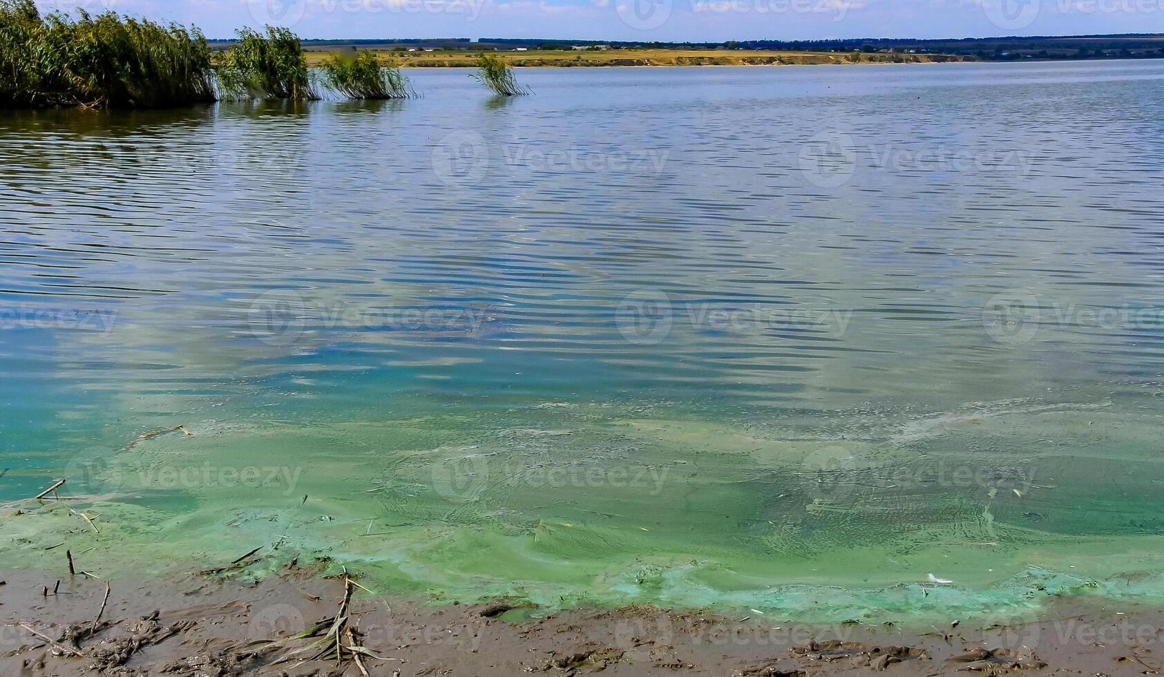 Blue-green algae Microcystis aeruginosa blooms in Yalpug lake, Ukraine photo