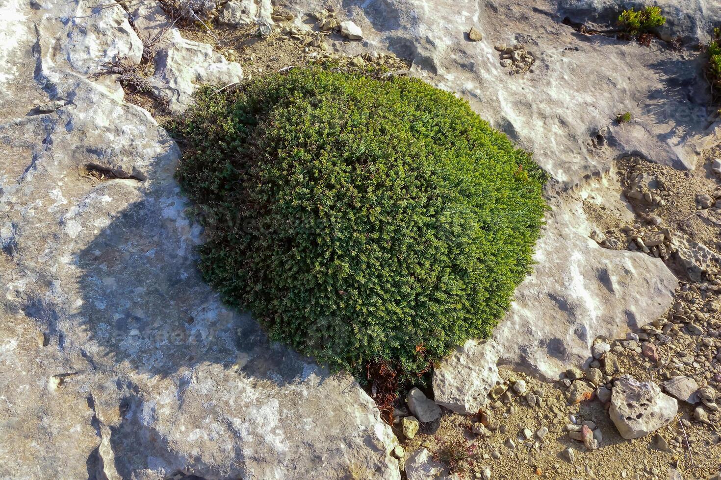 Cushion plants on eroded windswept coastal cliffs of Gozo Island, Malta photo