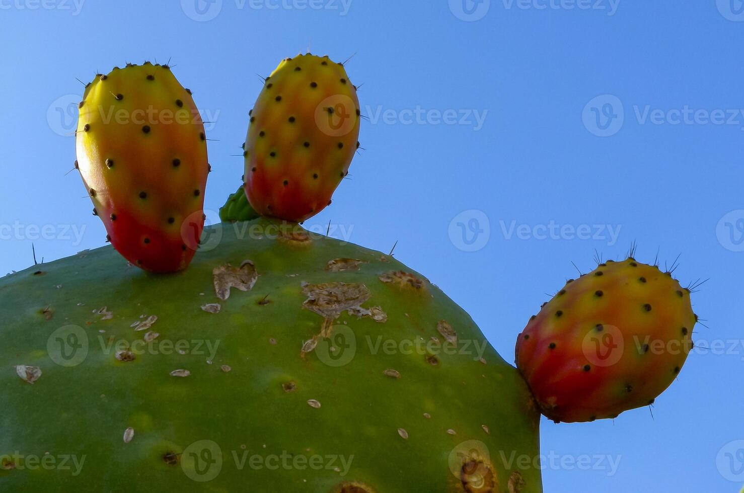 Opuntia ficus-indica, cacti with red edible fruits growing on the island of Gozo among the ancient ruins, Malta photo