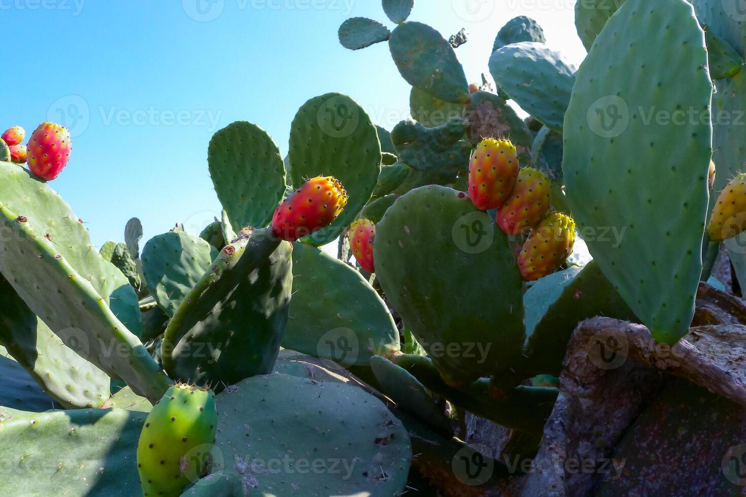 Opuntia ficus-indica, cacti with red edible fruits growing on the island of Gozo among the ancient ruins, Malta photo
