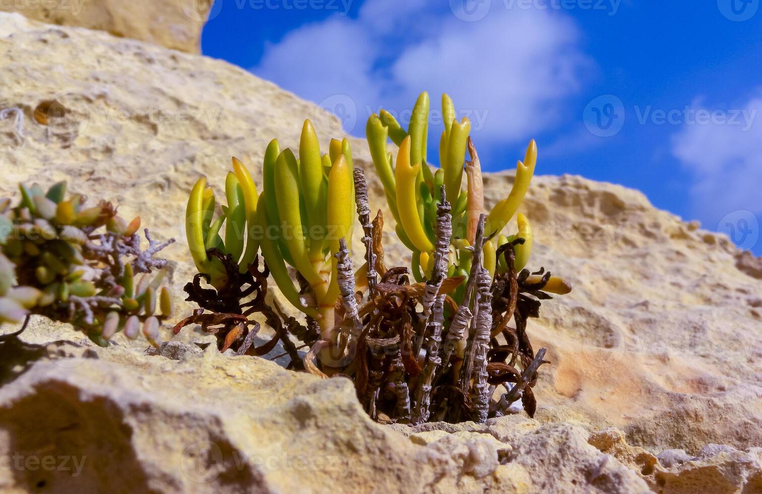Rock samphire, sea fennel Crithmum maritimum, Wild succulent plants on the eroded rocks of the shore of Gozo island, Malta photo