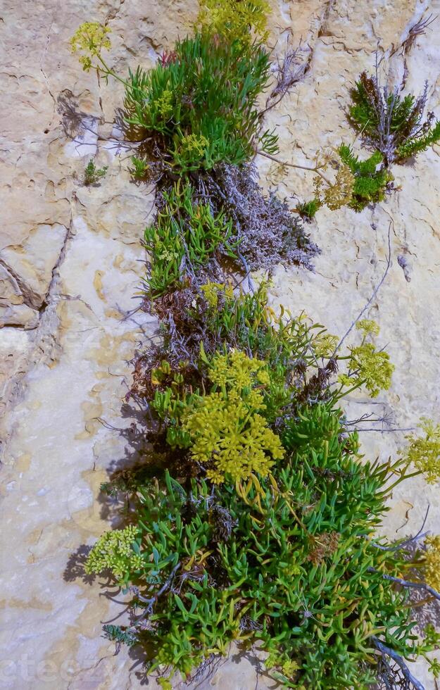 Rock samphire, sea fennel Crithmum maritimum, Wild succulent plants on the eroded rocks of the shore of Gozo island, Malta photo