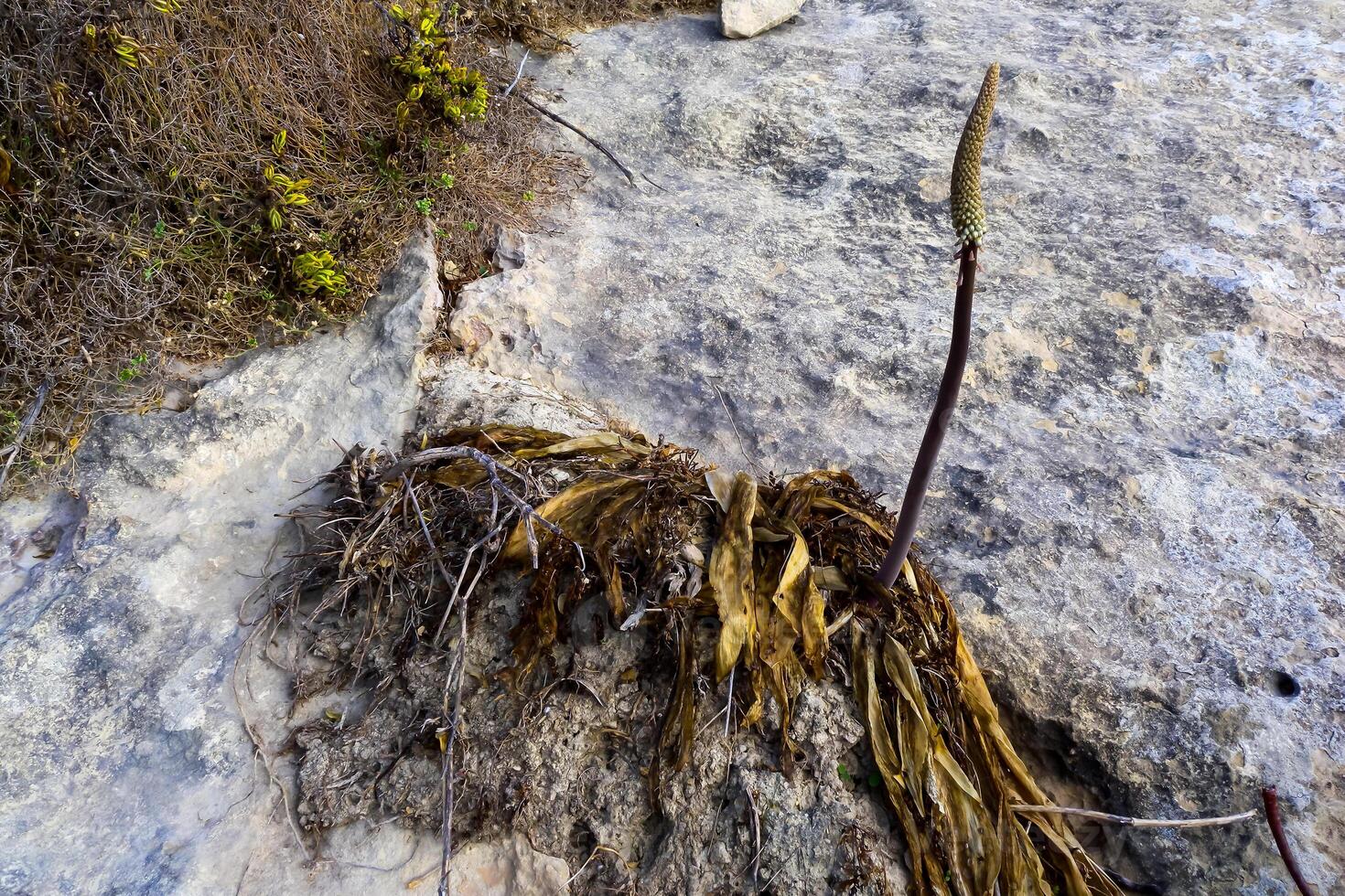 Sea Squill, White Squill Drimia pancration, bulbous plant on coastal stones and rocks in Gozo island, Malta photo