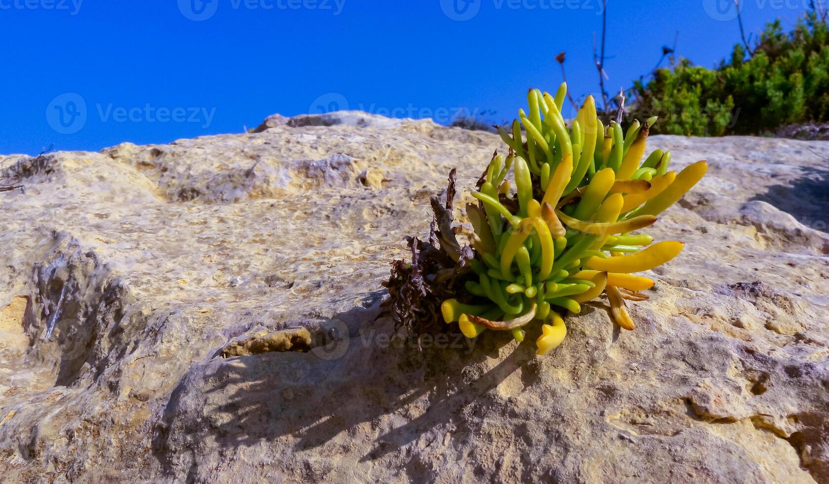 Rock samphire, sea fennel Crithmum maritimum, Wild succulent plants on the eroded rocks of the shore of Gozo island, Malta photo