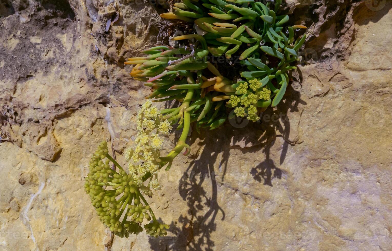 Rock samphire, sea fennel Crithmum maritimum, Wild succulent plants on the eroded rocks of the shore of Gozo island, Malta photo