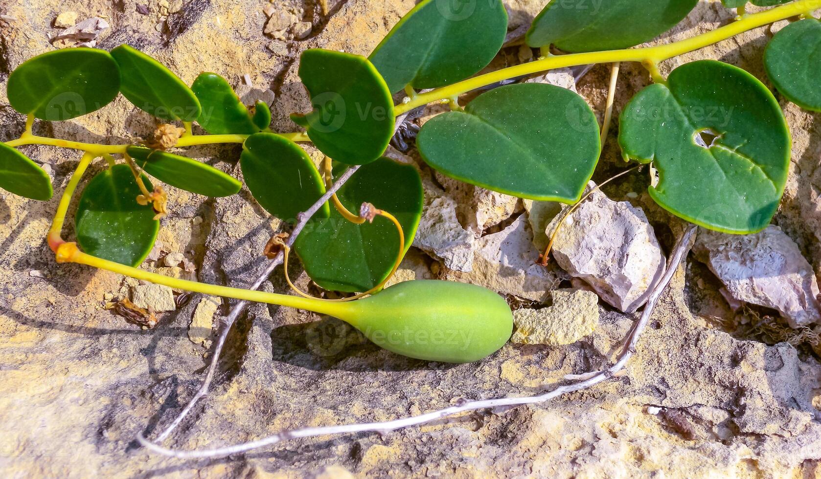 The caper bush, Flinders rose Capparis spinosa, oblong green fruit on the rocks of Gozo island, Malta photo