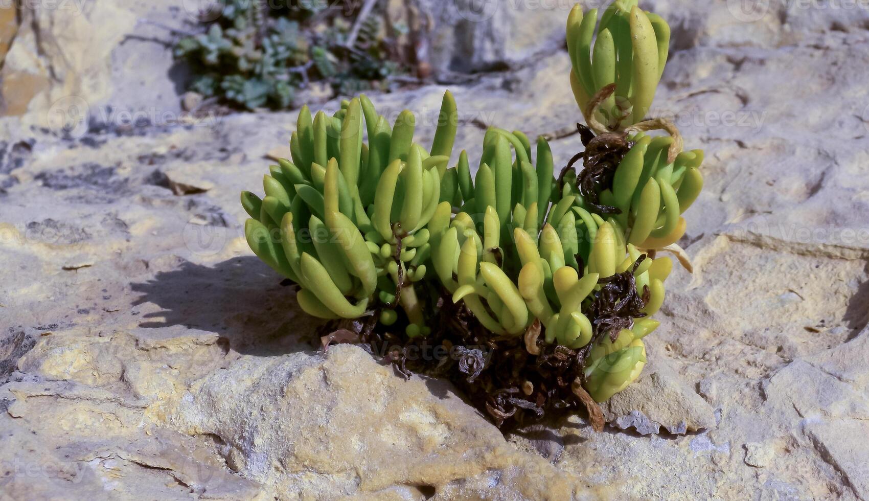 Wild succulent plants on the eroded rocks of the shore of Gozo island, Malta photo