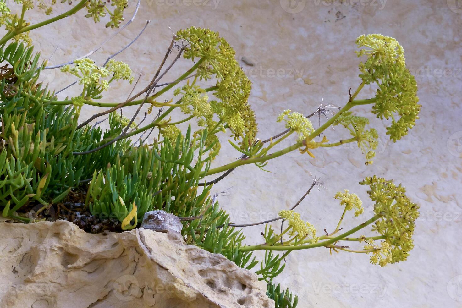 Rock samphire, sea fennel Crithmum maritimum, Wild succulent plants on the eroded rocks of the shore of Gozo island, Malta photo
