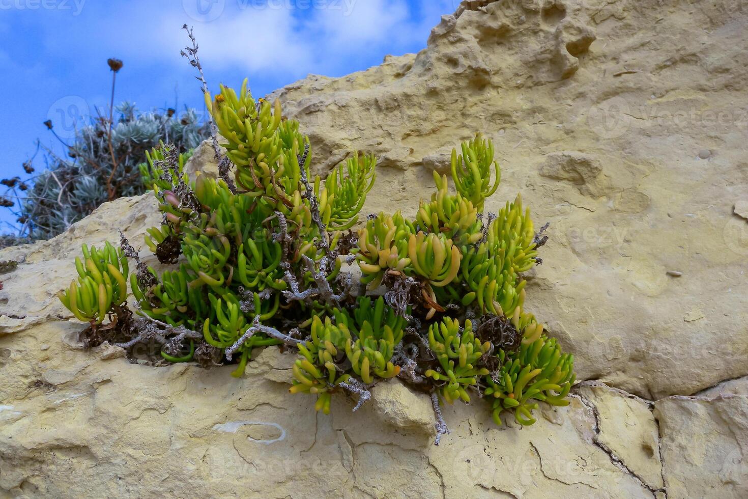 Rock samphire, sea fennel Crithmum maritimum, Wild succulent plants on the eroded rocks of the shore of Gozo island, Malta photo