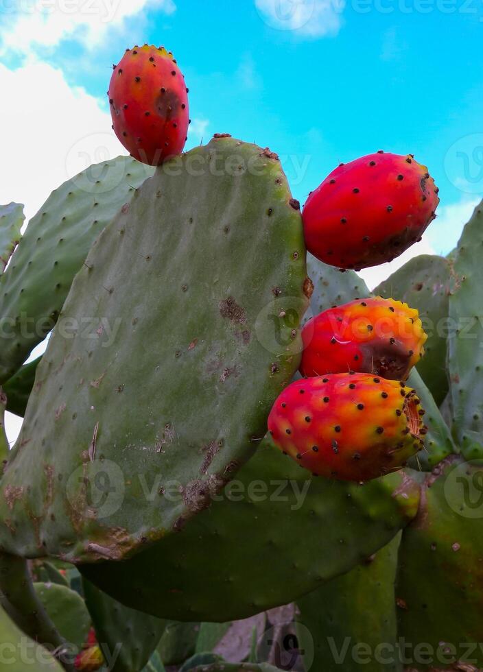 Opuntia ficus-indica, cacti with red edible fruits growing on the island of Gozo among the ancient ruins, Malta photo