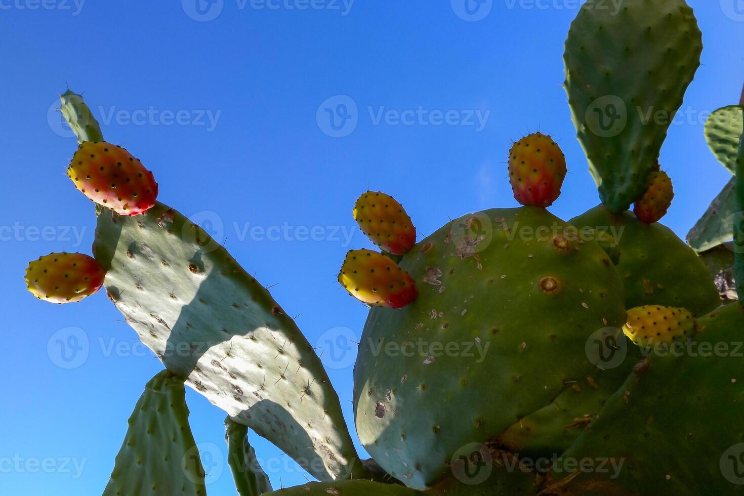 Opuntia ficus-indica, cacti with red edible fruits growing on the island of Gozo among the ancient ruins, Malta photo