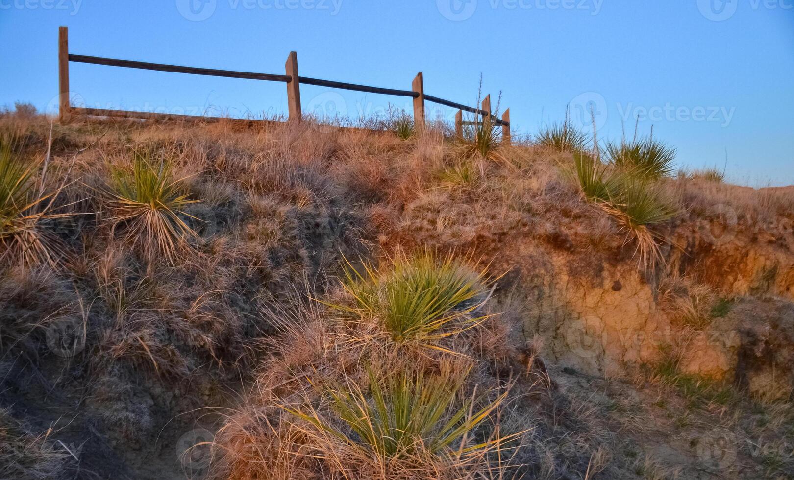 Small yucca plants on a mountainside in the evening at sunset. North Dakota photo