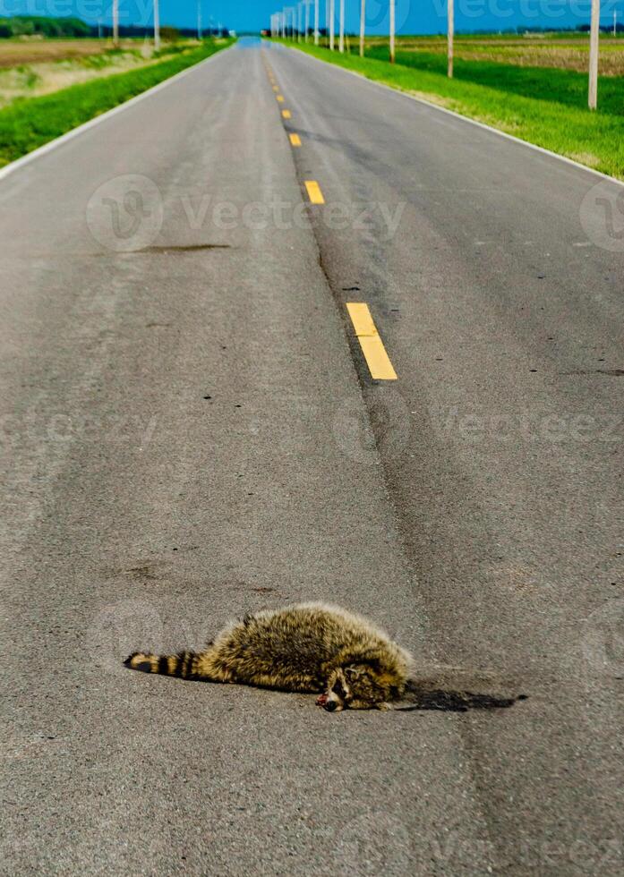 Dead raccoon hit by a car on the road in Tennessee, US photo