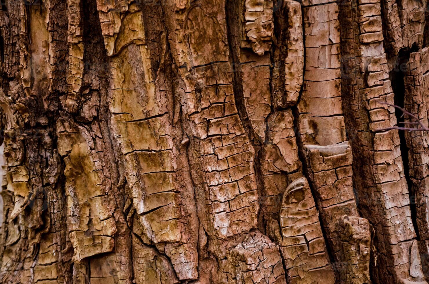 Pattern on the bark of a large tree, Utah US photo