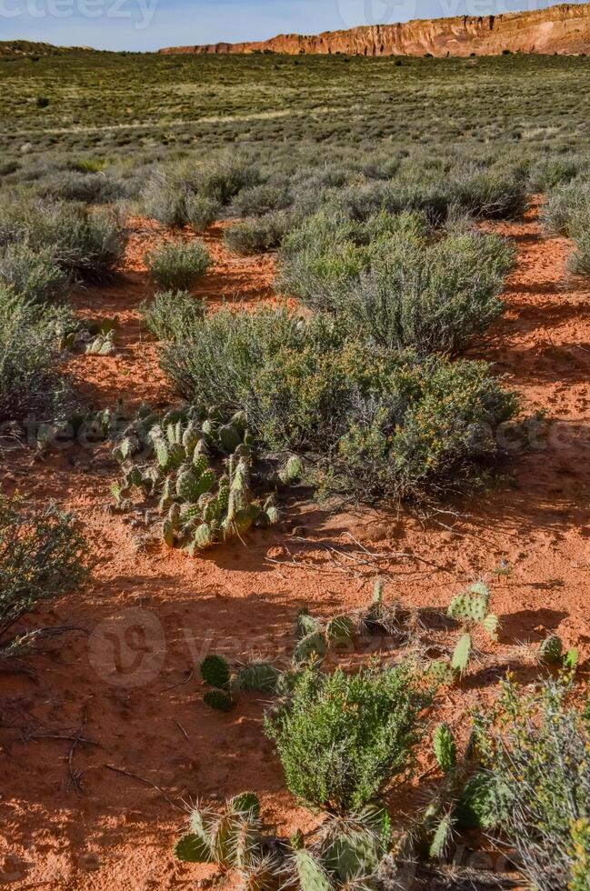 Cacti, Yuccas and various desert plants against the background of an erosional landscape in spring. Colorado photo