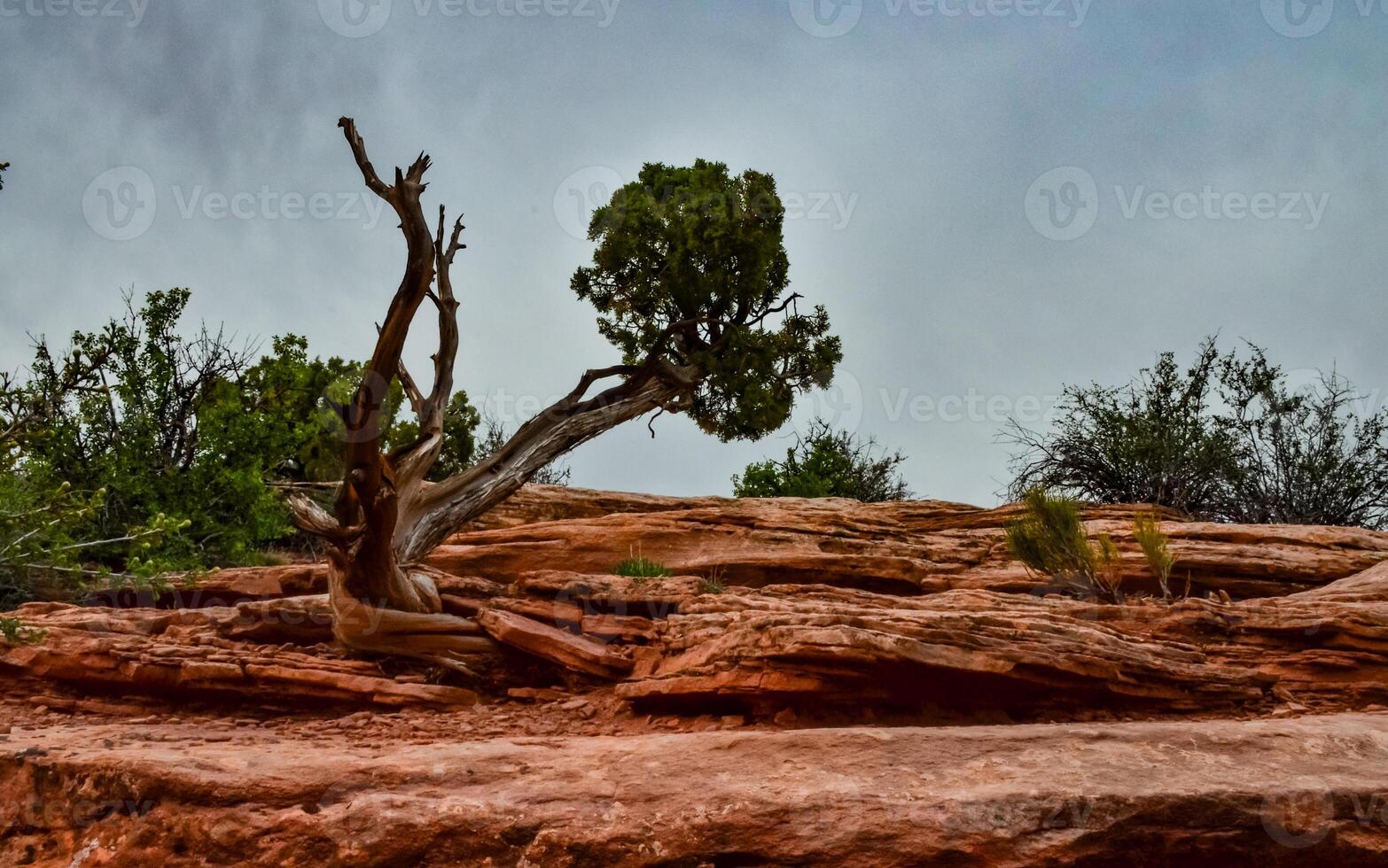 Coniferous tree on a background of red eroded rocks in Canyonlands National Park in Utah near Moab, US photo