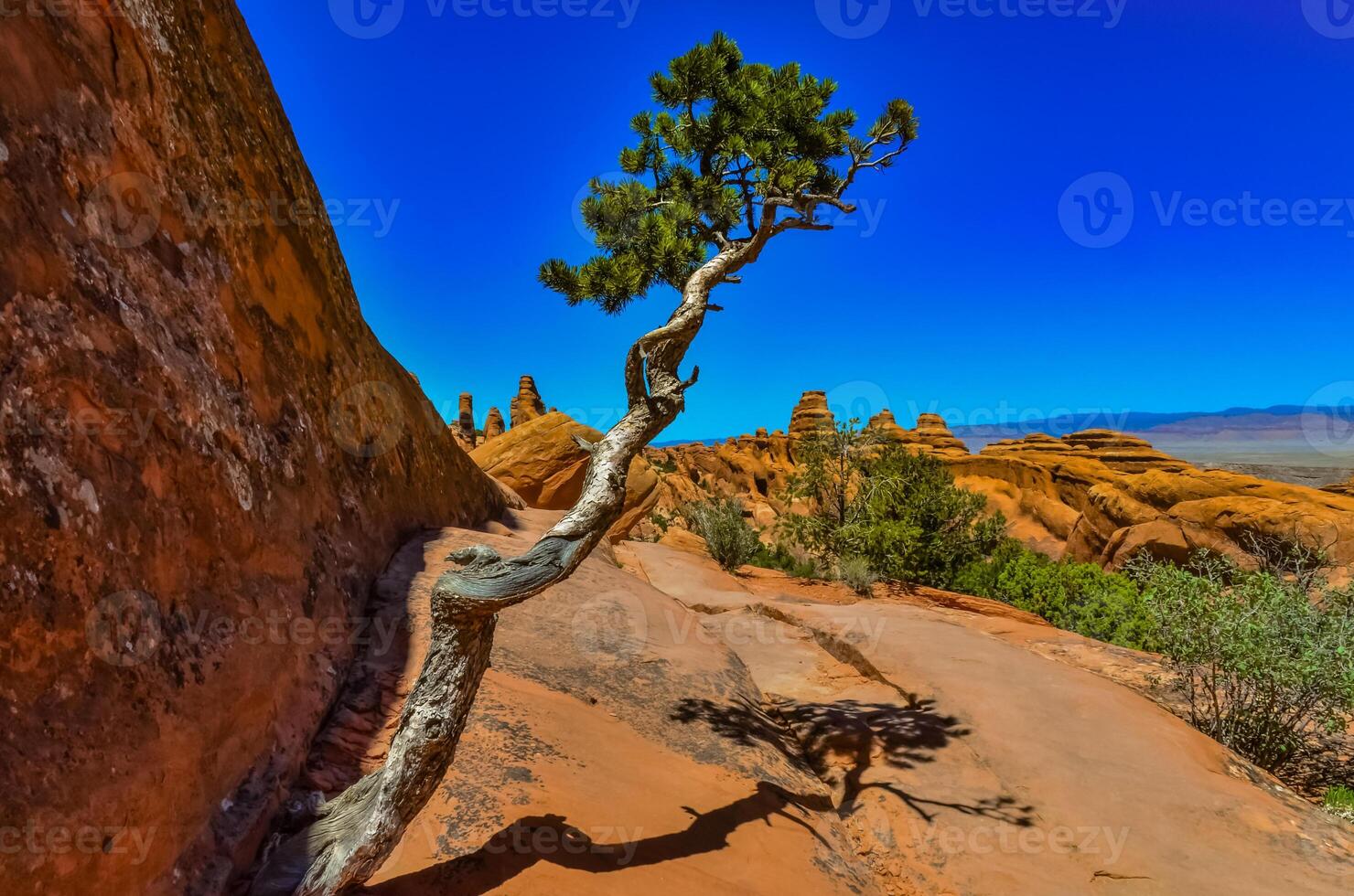 A tree on the background of an Eroded landscape, Arches National Park, Moab, Utah, US photo