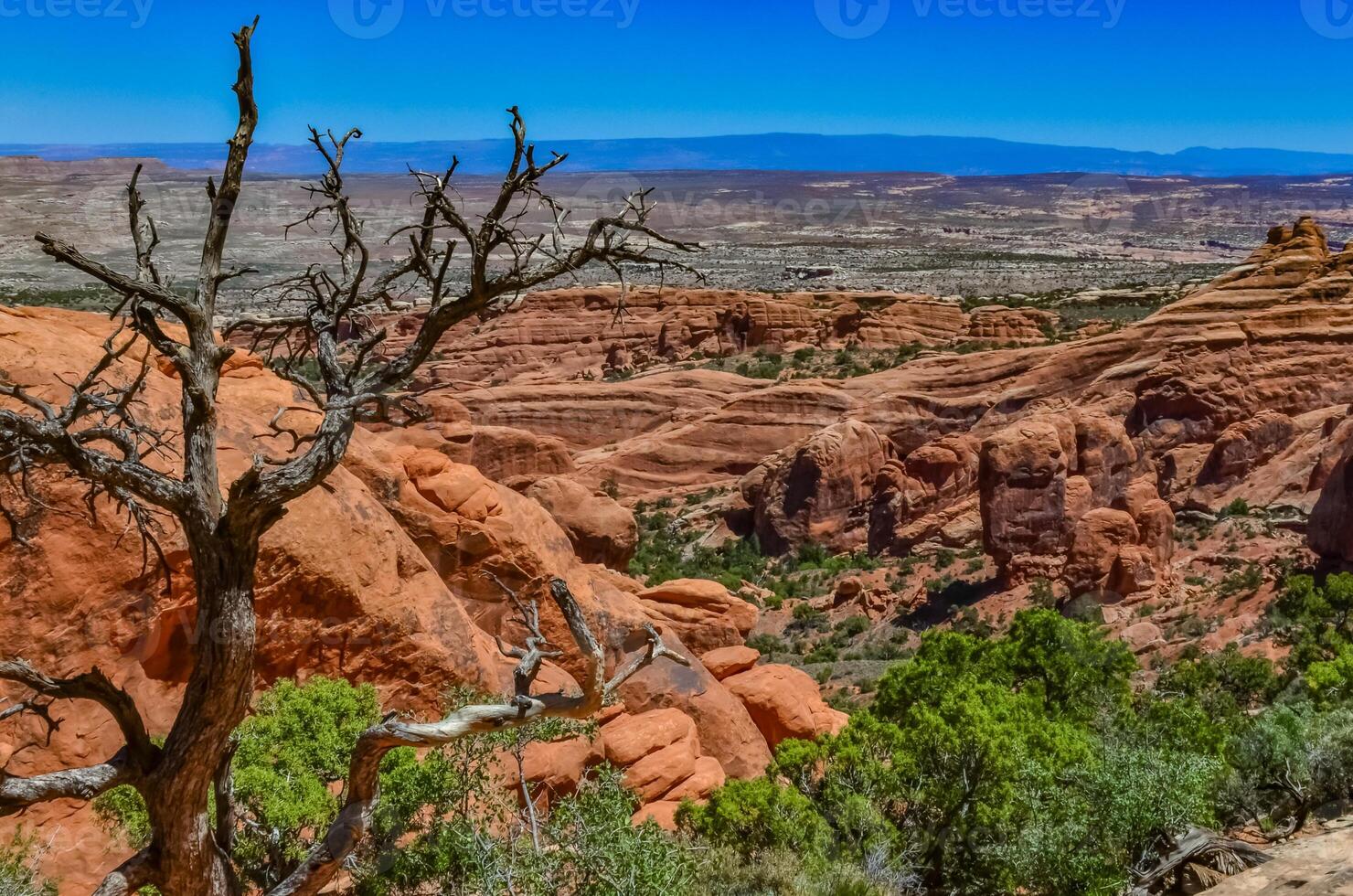 A tree on the background of an Eroded landscape, Arches National Park, Moab, Utah, US photo