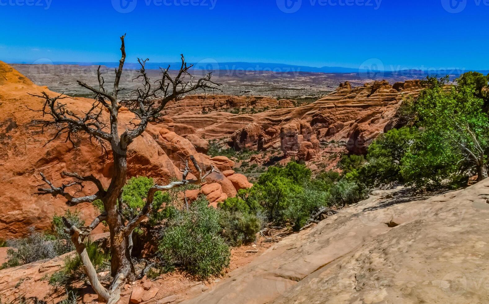 A tree on the background of an Eroded landscape, Arches National Park, Moab, Utah, US photo