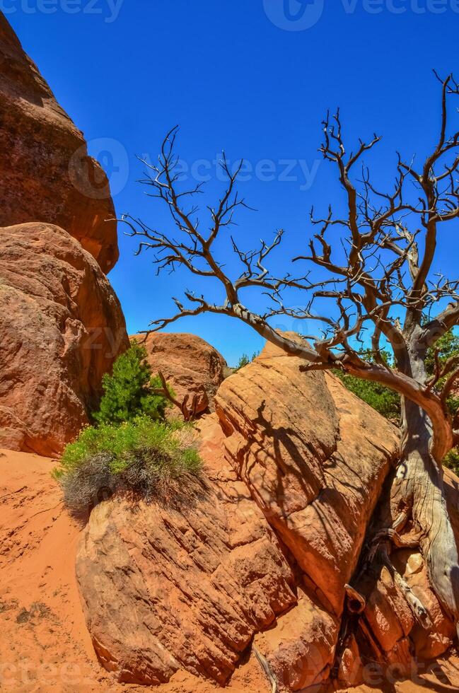 Dry tree against the background of an Eroded landscape, Arches National Park, Moab, Utah, US photo