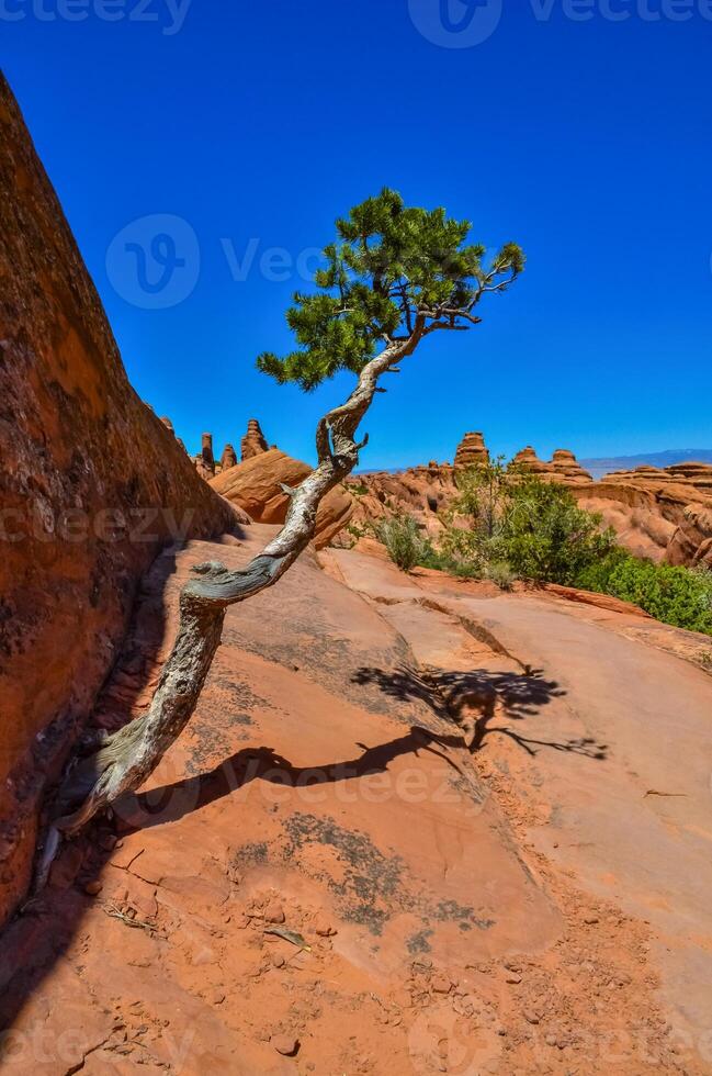 A tree on the background of an Eroded landscape, Arches National Park, Moab, Utah, US photo