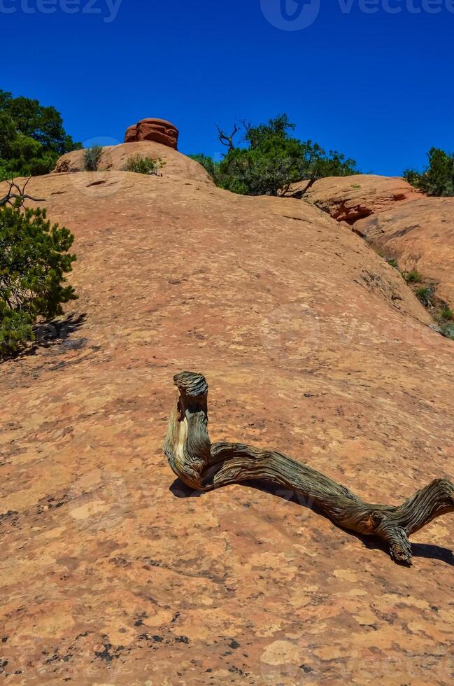Dry tree trunk against the background of an erosional landscape, Arches NP, Moab, Utah, US photo