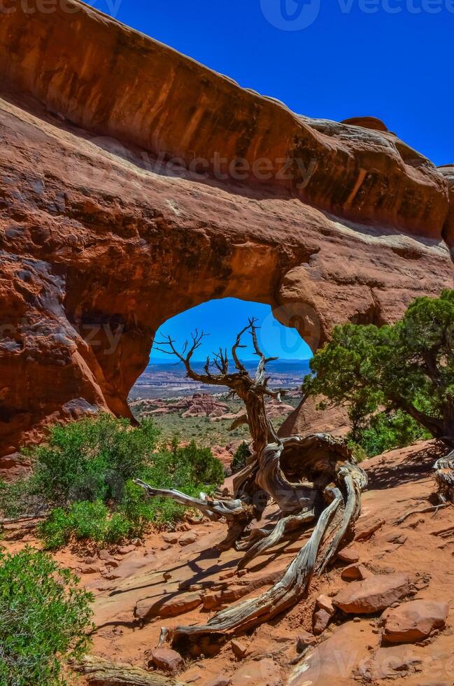 Dry tree against the background of an Eroded landscape, Arches National Park, Moab, Utah, US photo