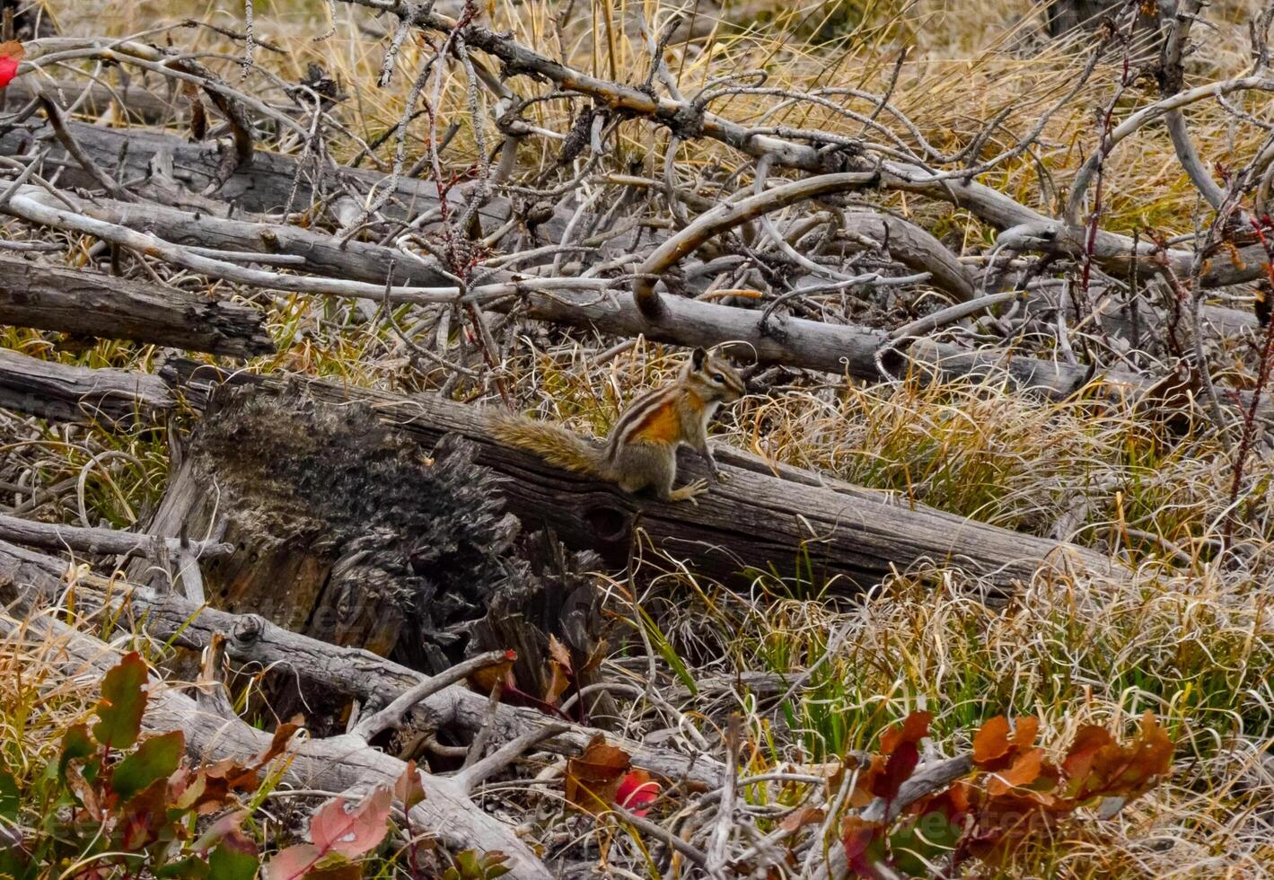 A striped rodent on a dry tree in Utah, US photo