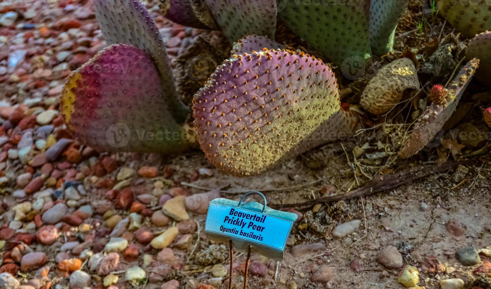 Flowering cactus plants Beavertail Prickly Pear Opuntia basilaris, Utha US photo