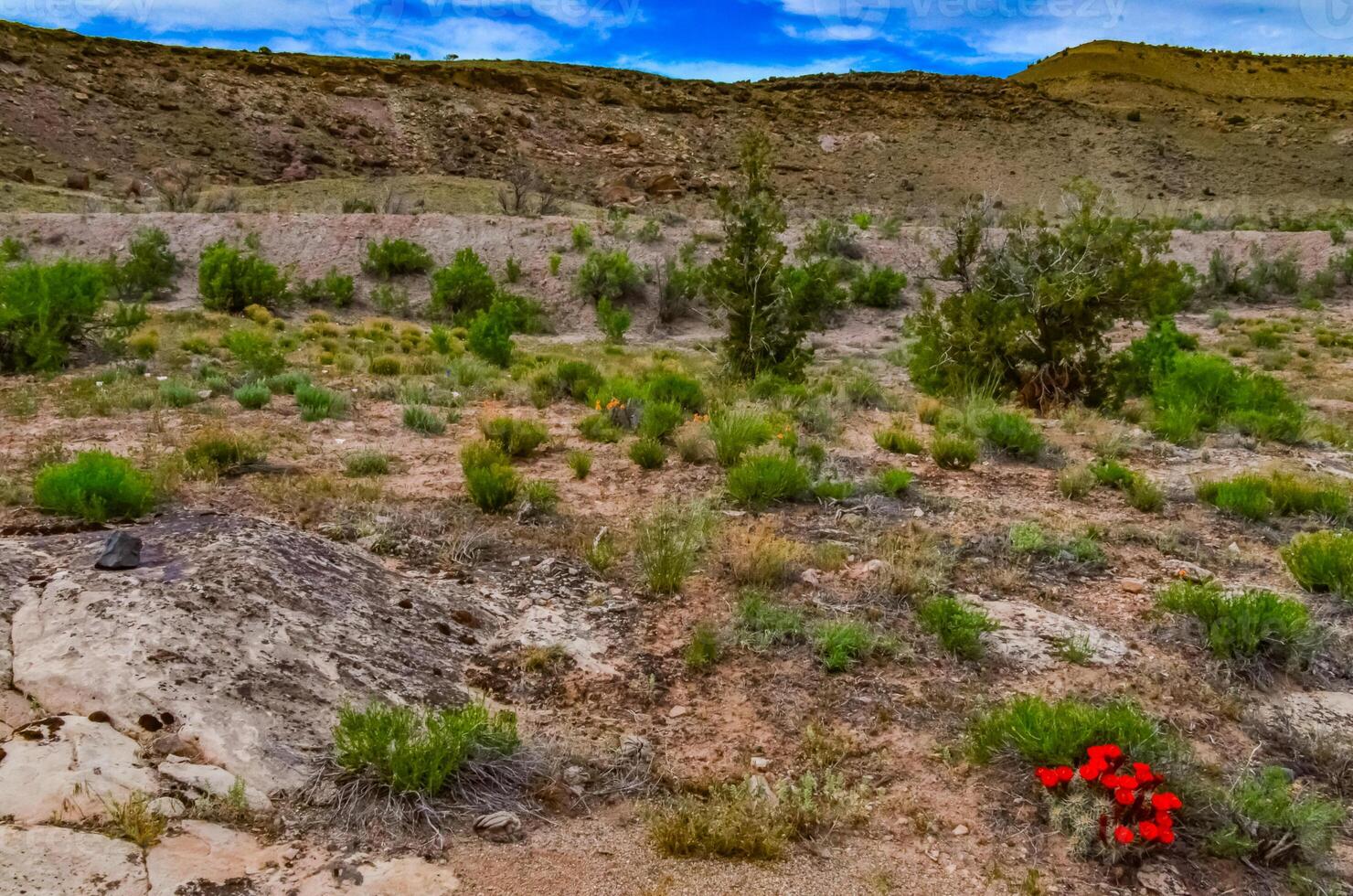 Solitary drought tolerant trees, Known commonly as the hedgehog cactus Echinocereus sp., east Utah photo