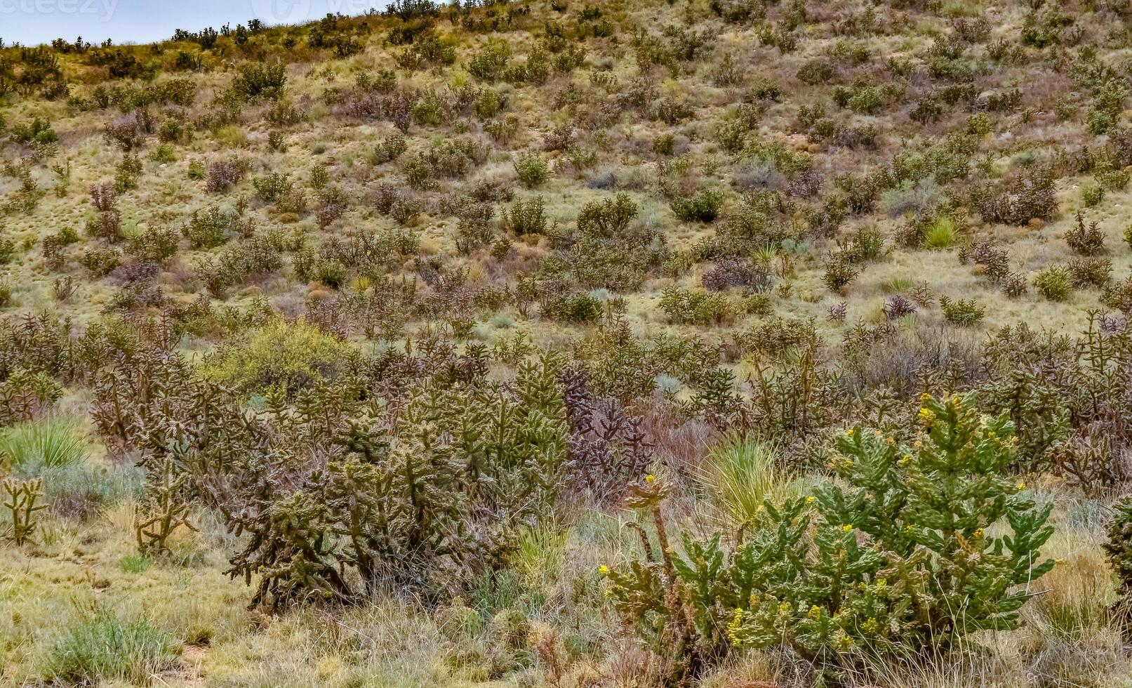 Desert succulents, cacti, prickly pear Cylindropuntia and Opuntia sp. and yucca on a hillside in Colorado, US photo
