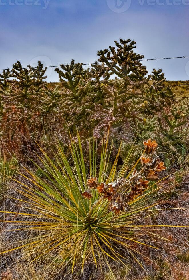 Desert succulents, cacti, prickly pear Cylindropuntia and Opuntia sp. and yucca on a hillside in Colorado, US photo