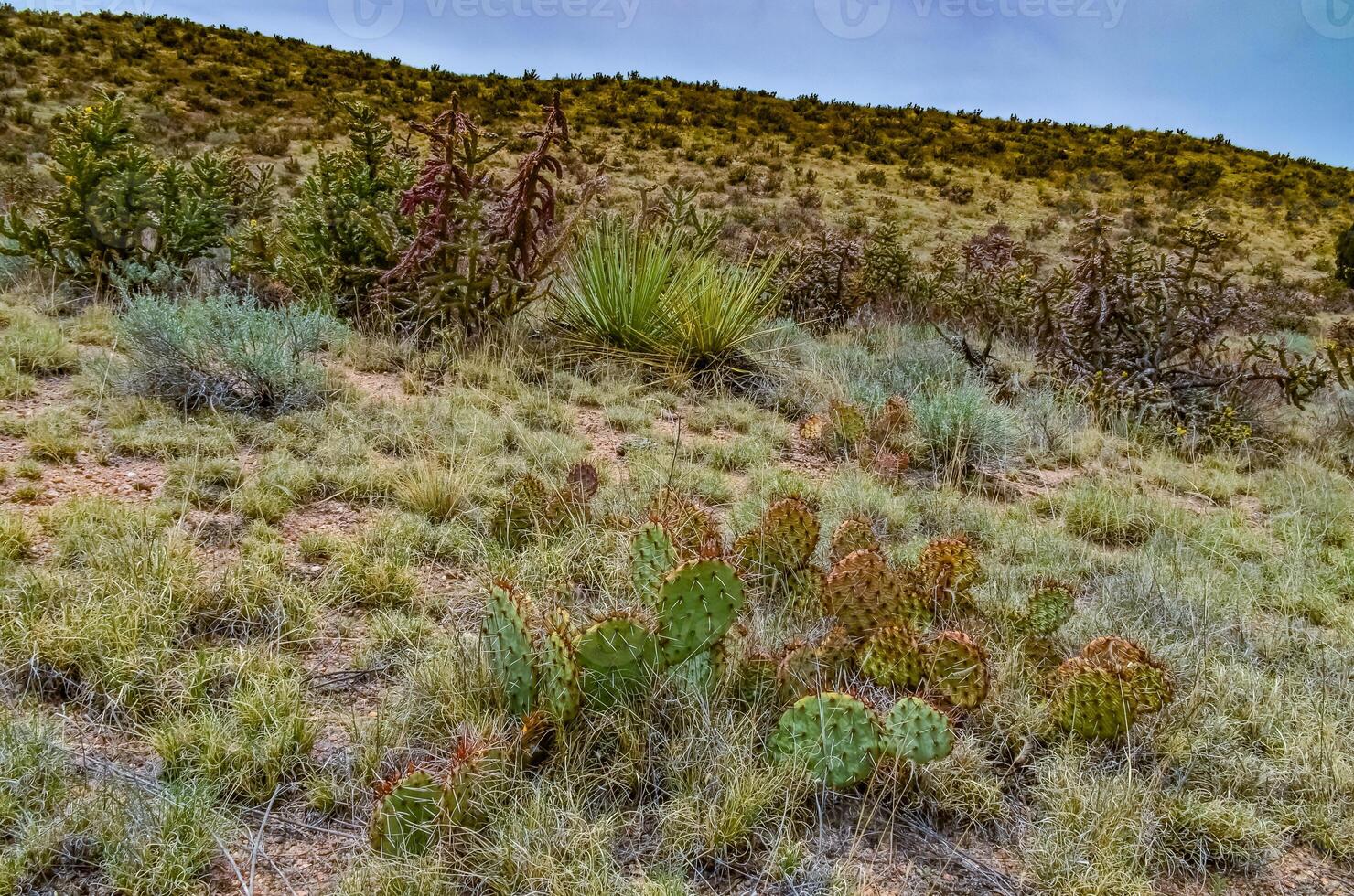 Desert succulents, cacti, prickly pear Cylindropuntia and Opuntia sp. and yucca on a hillside in Colorado, US photo