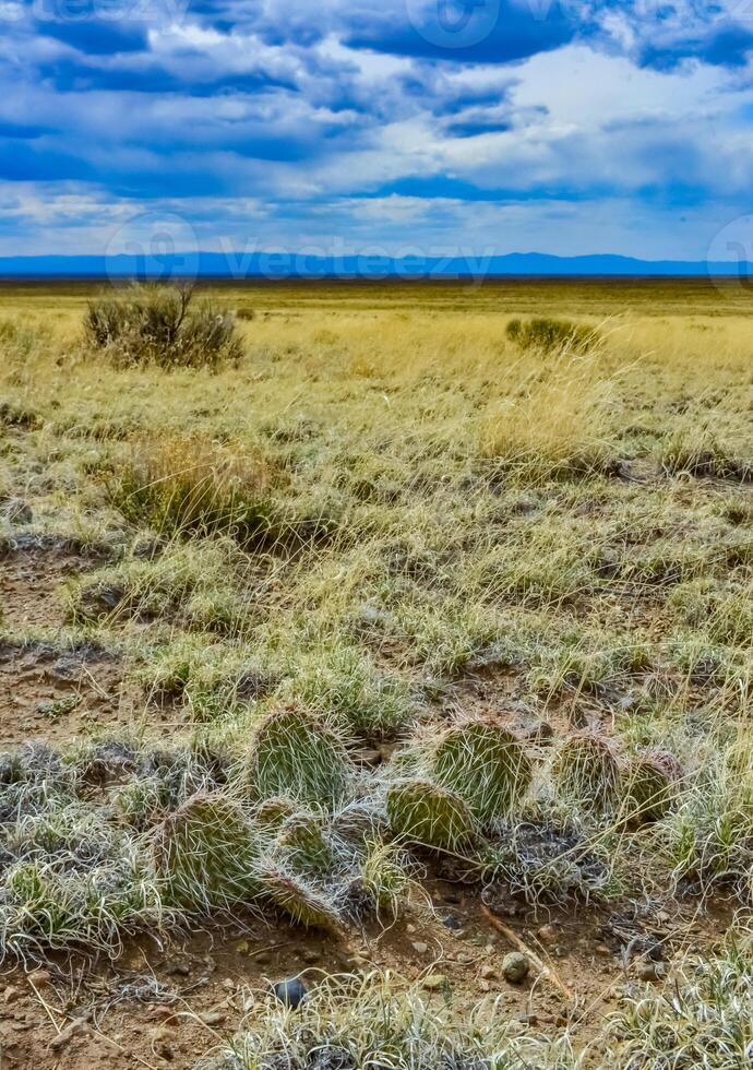 Cactus, Plains prickly pear Opuntia polyacantha, nature USA. Great Sand Dunes NP, Colorado, US photo