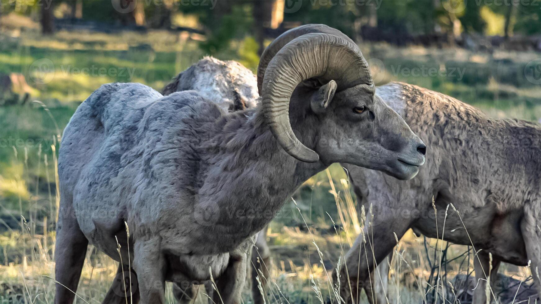 The California bighorn sheep OVIS CANADENSIS is at home in rugged mountainous areas. US photo