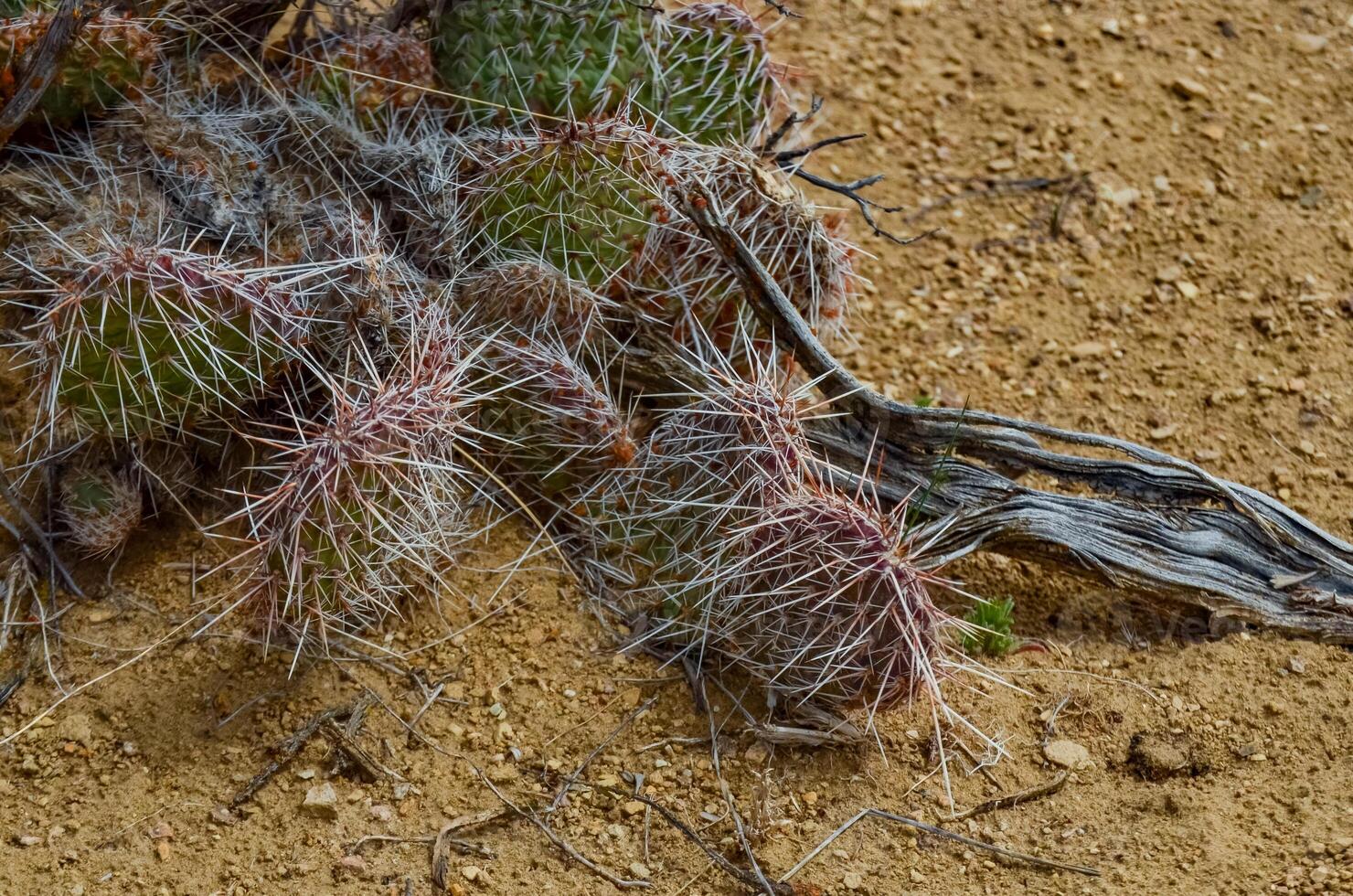Prickly Pear Cactus, Opuntia sp. with white spines, Utah photo