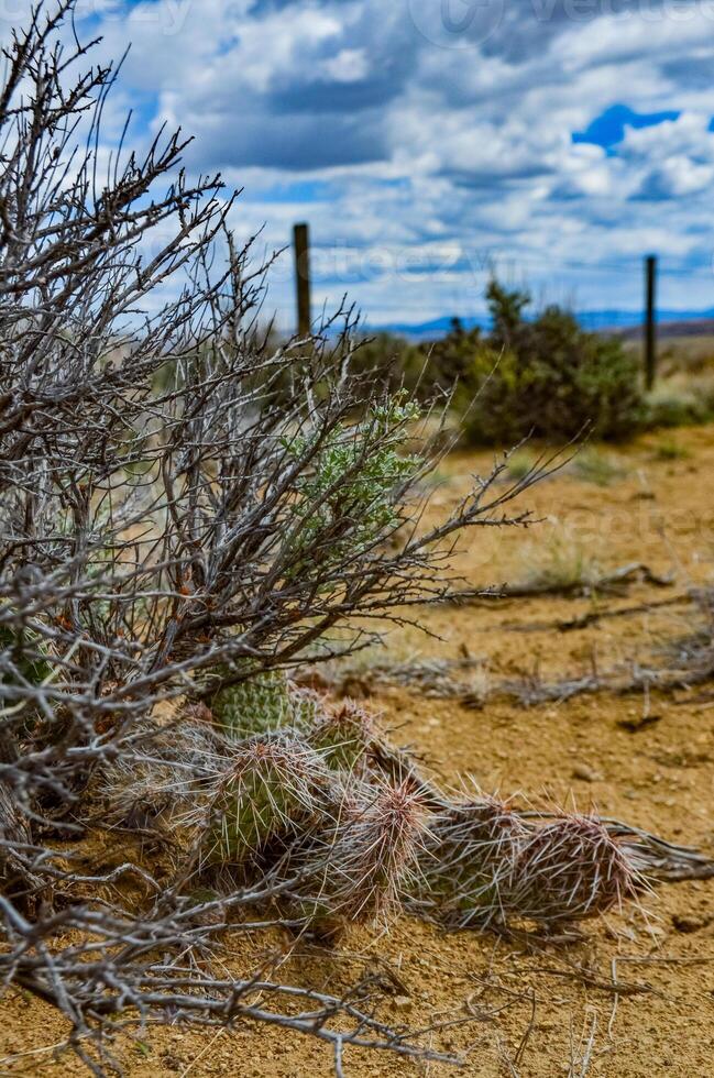 Prickly Pear Cactus, Opuntia sp. with white spines, Utah photo