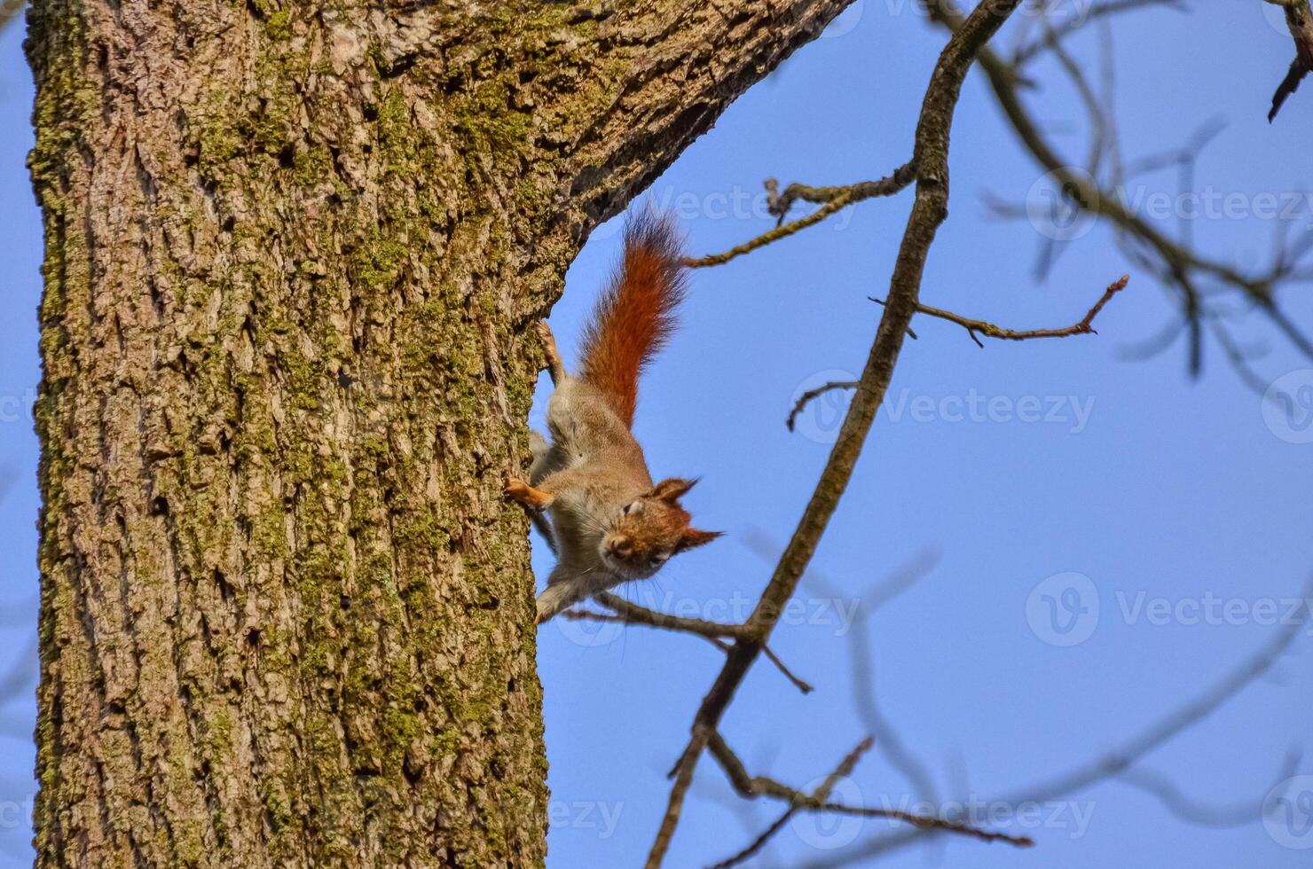 Red american squirrel on a tree, USA Ohio photo
