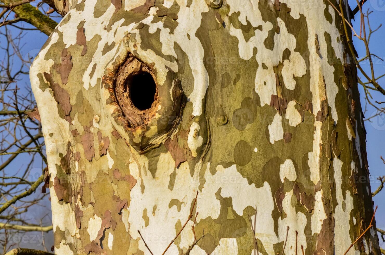 Sycamore tree, Plane tree background. The trunk of a thick tree, from which the old bark falls off. Ohio USA photo