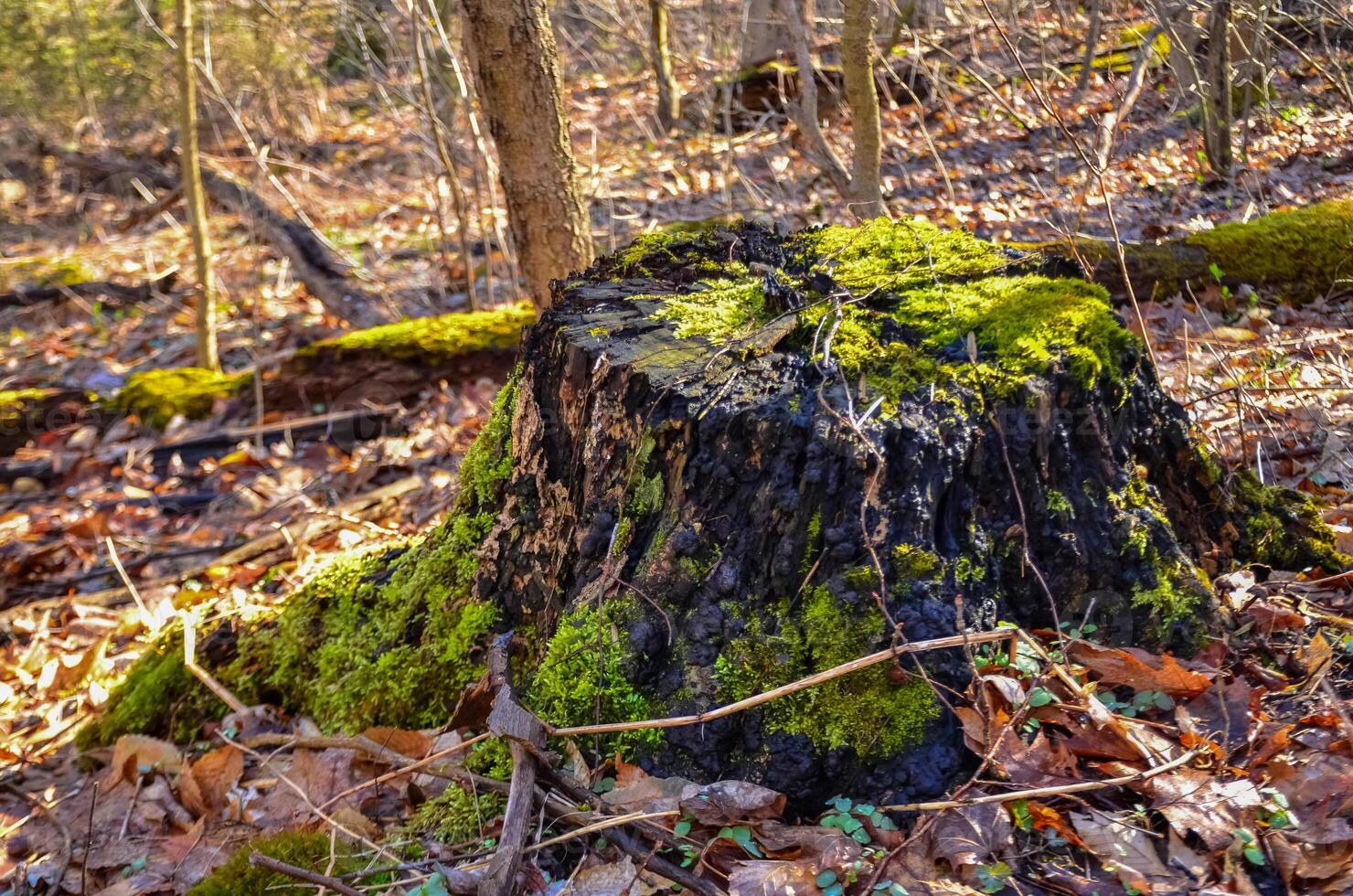 Green moss on a rotten stump in a forest among fallen foliage in Ohio State Park photo