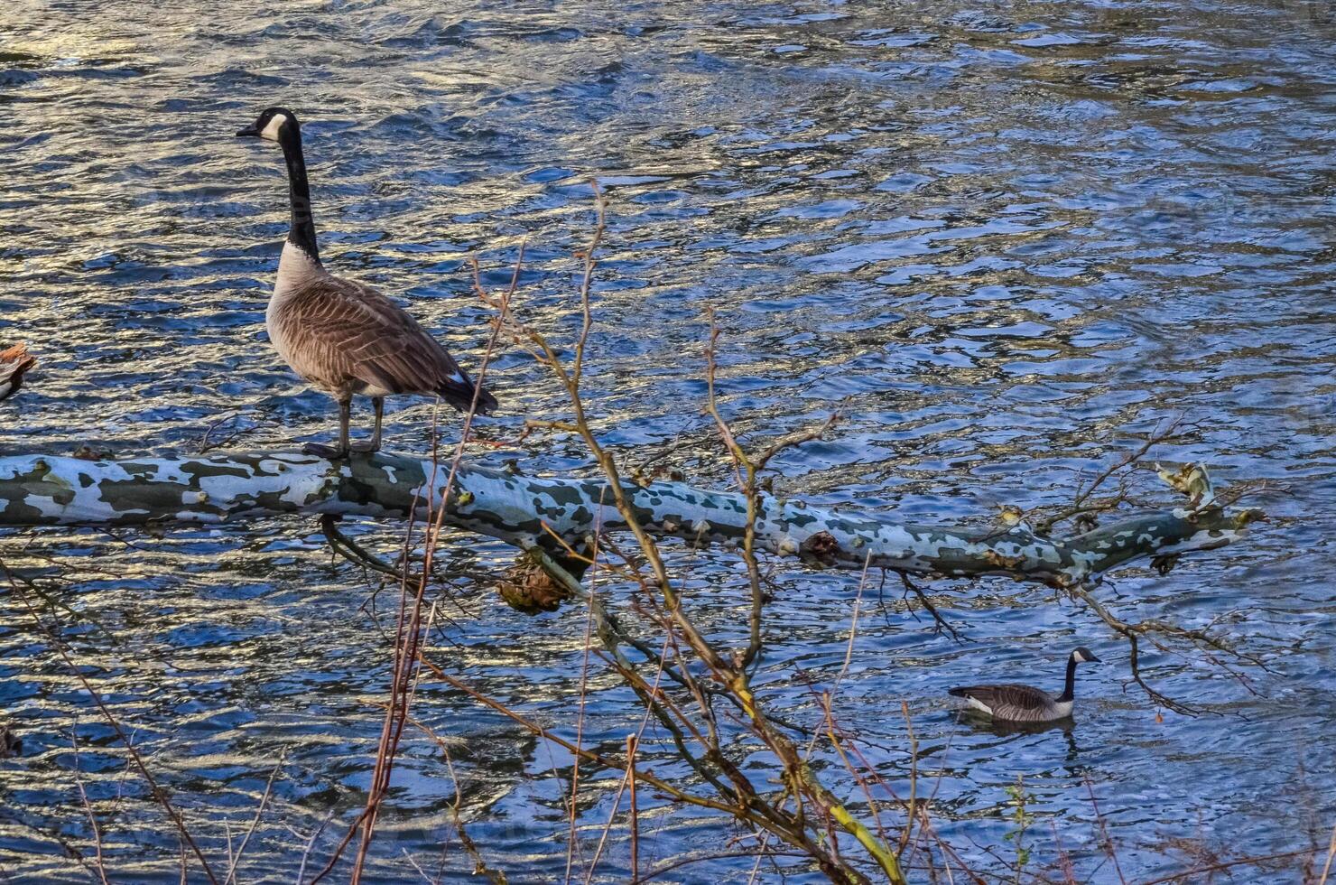 Canada goose Branta canadensis. A male goose sits on a fallen tree against the background of a river, Ohio USA photo