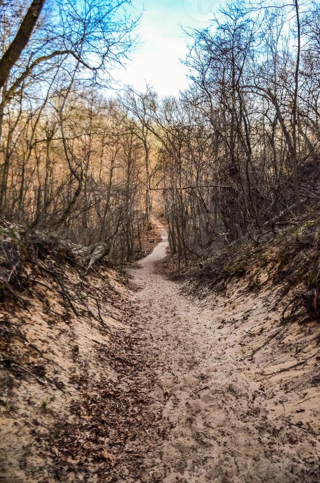 A path with traces of tourists from a large sand dune in a state park. Indiana Dunes National Lakeshore, USA photo